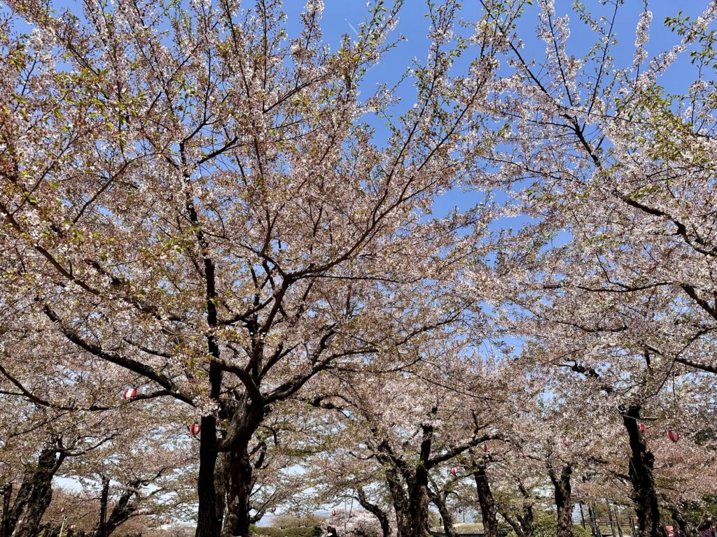 Cherry blossoms in full bloom in Goryokaku Park in Hakodate, Japan.
