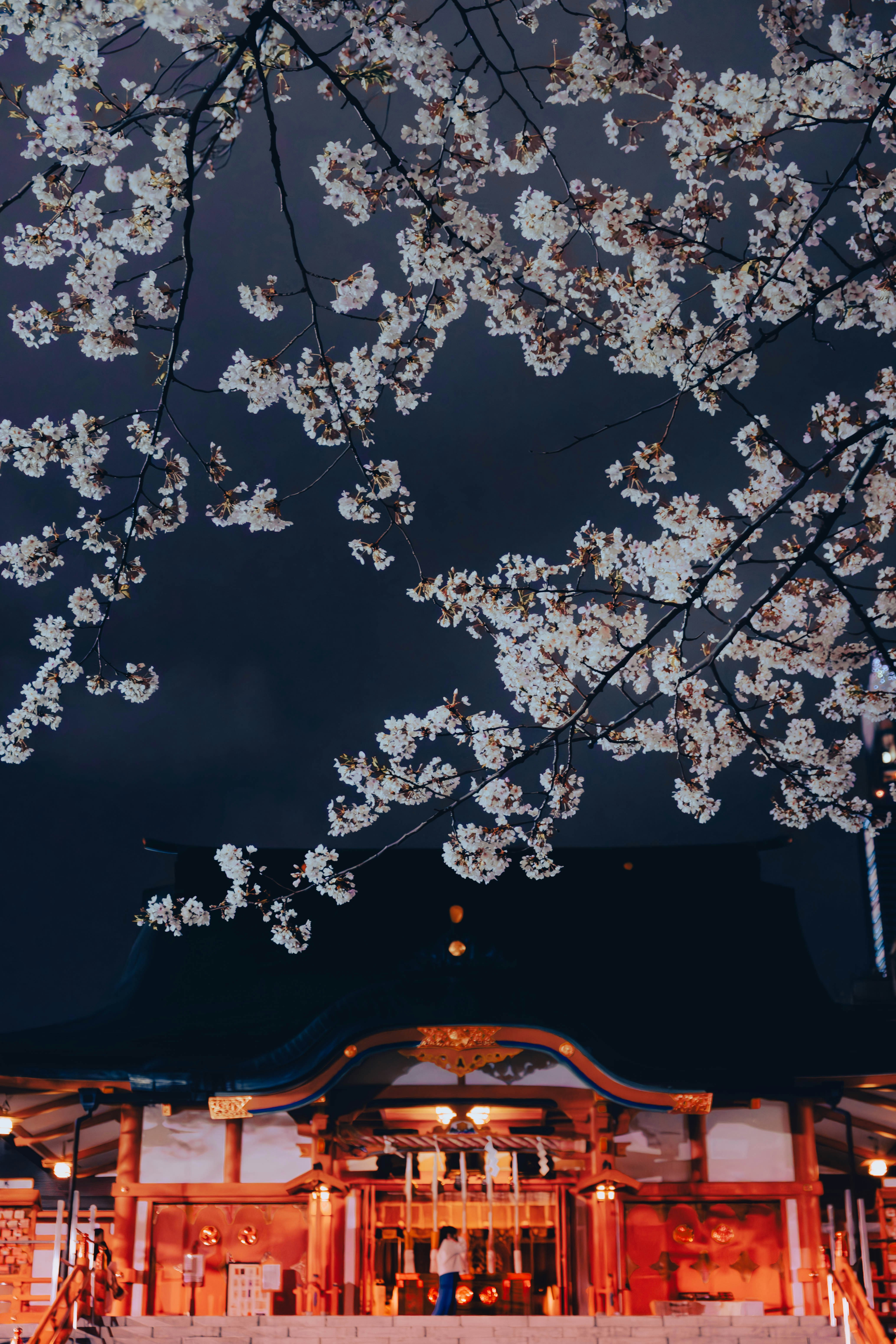 Cherry blossoms full bloom at nighttime at Hanazono Shrine in Tokyo, Japan