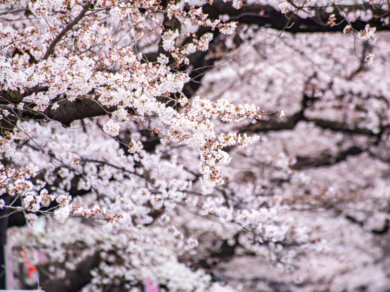 Cherry blossoms blooming in Ueno Park in Tokyo, Japan