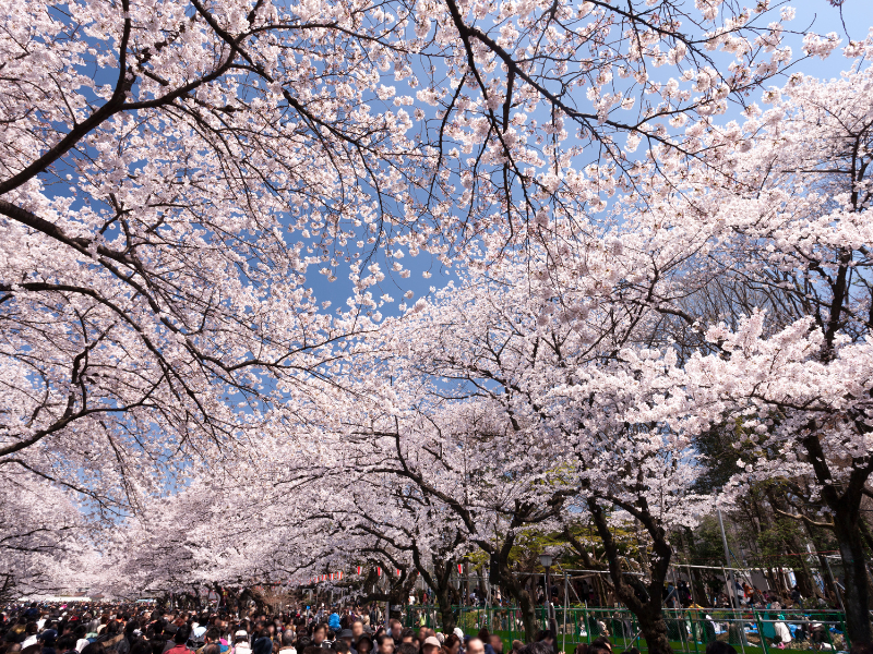 Cherry blossoms blooming in Ueno Park in Tokyo, Japan