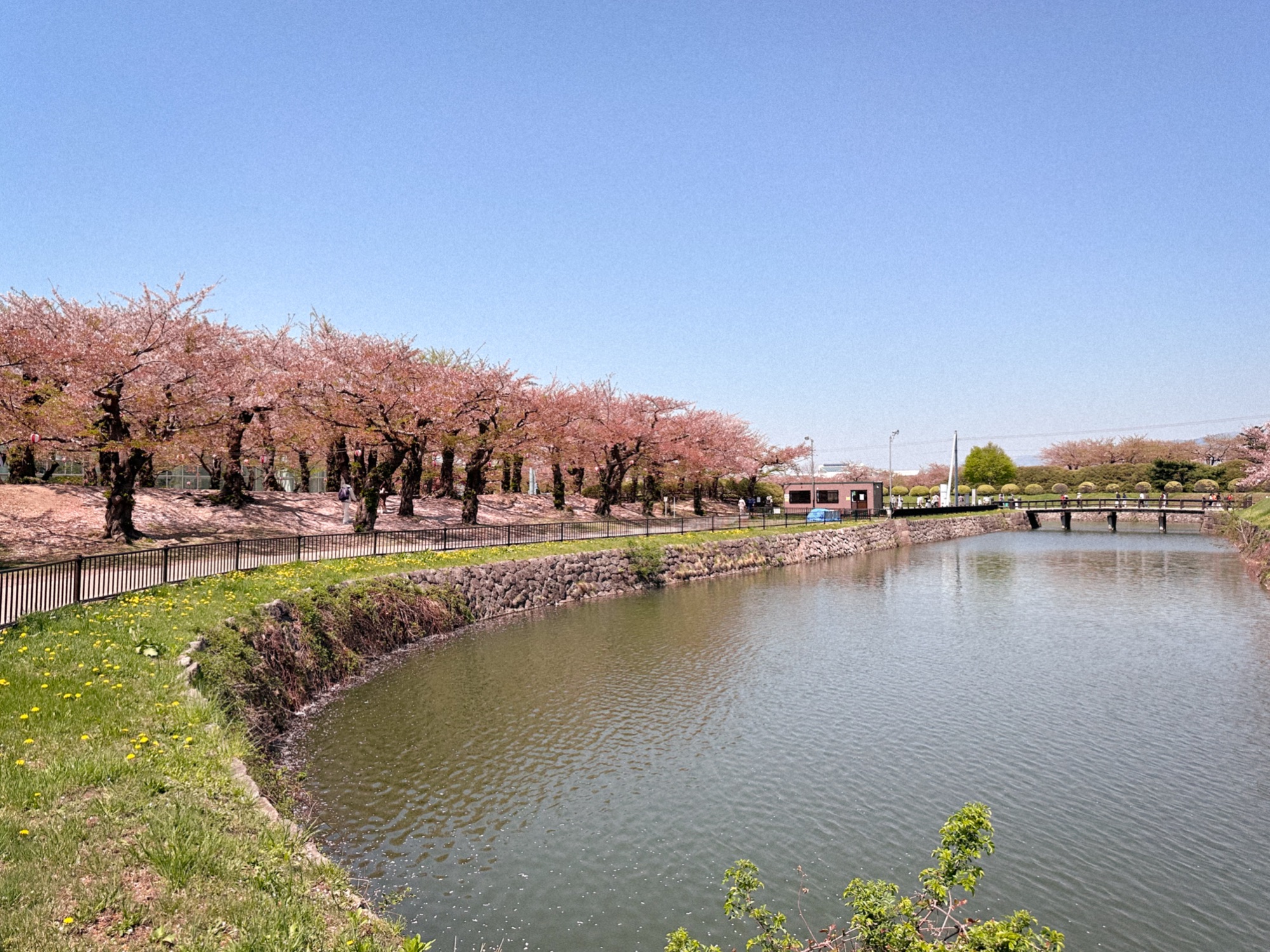 Goryokaku Park in Hakodate, Hokkaido, during cherry blossom season. The boat is surrounded by pink cherry blossom trees.