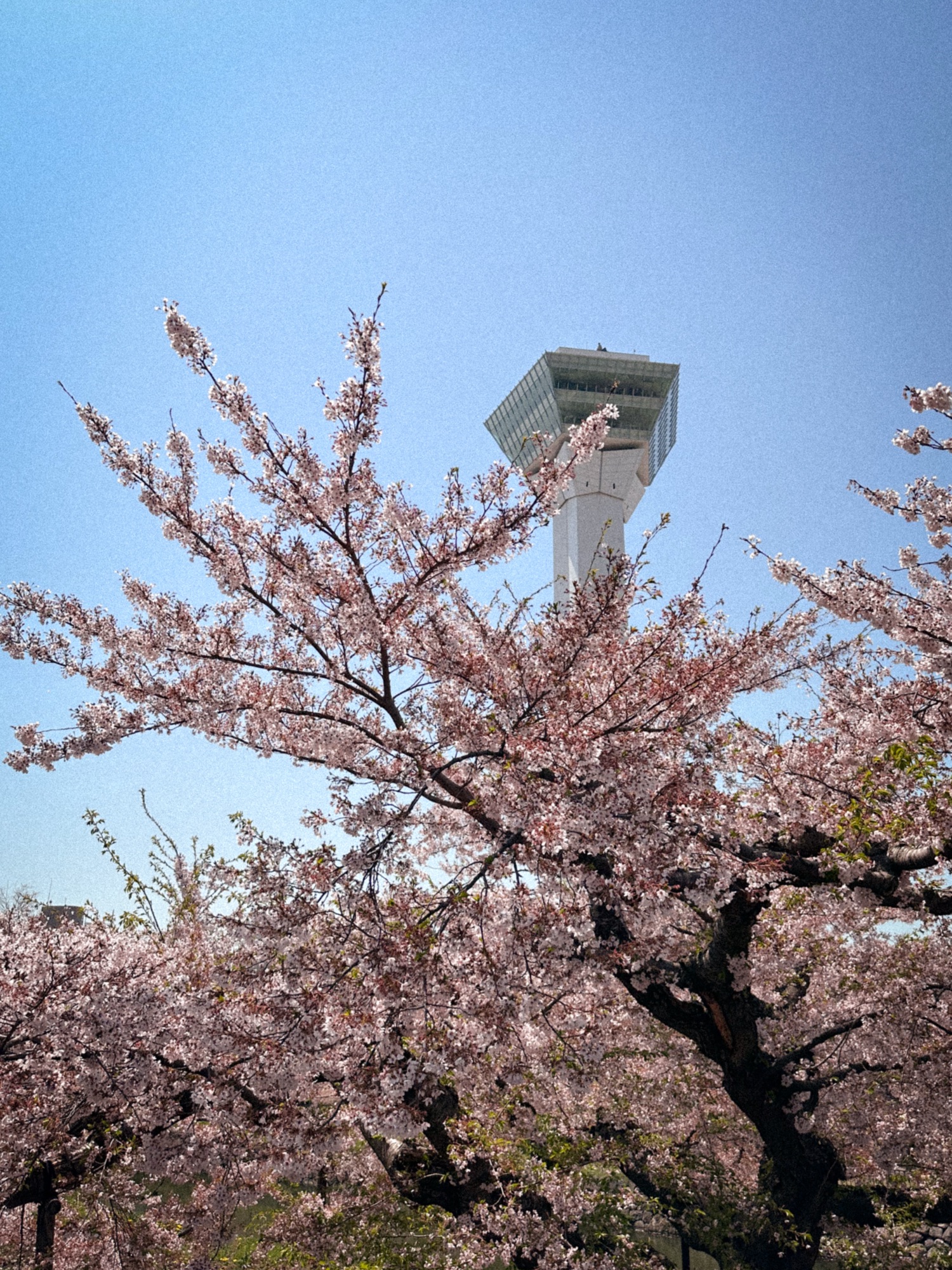 Goryokaku Tower surrounded with blossoming cherry blossom trees in Hakodate, Hokkaido.