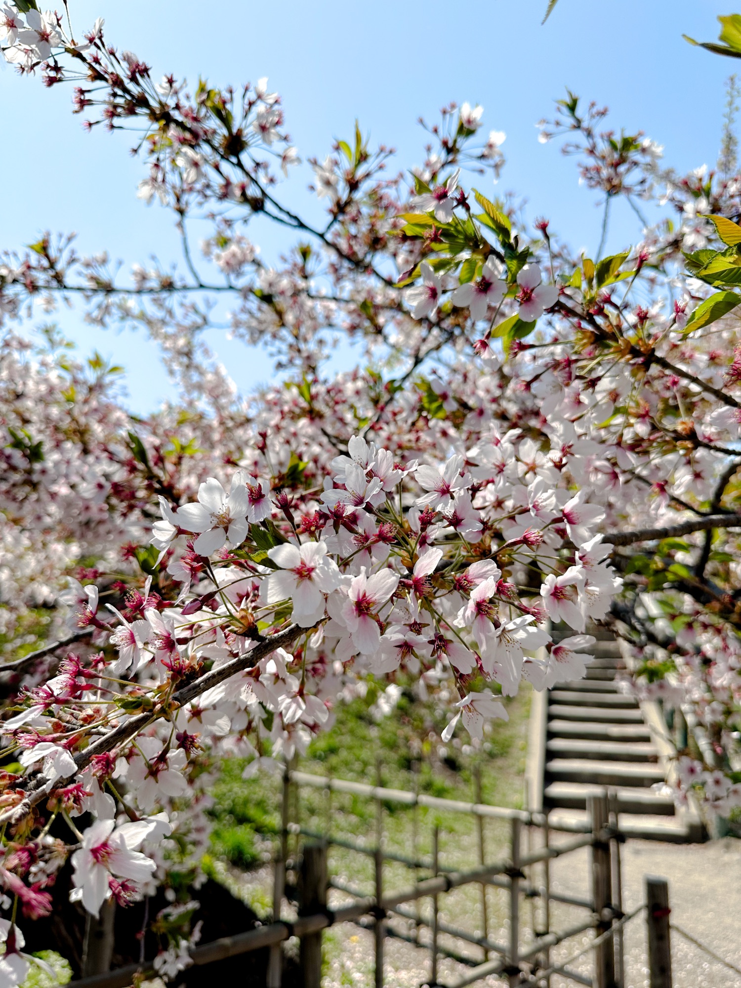 Blossoming cherry blossom trees in Goryokaku Park in Hakodate, Hokkaido.