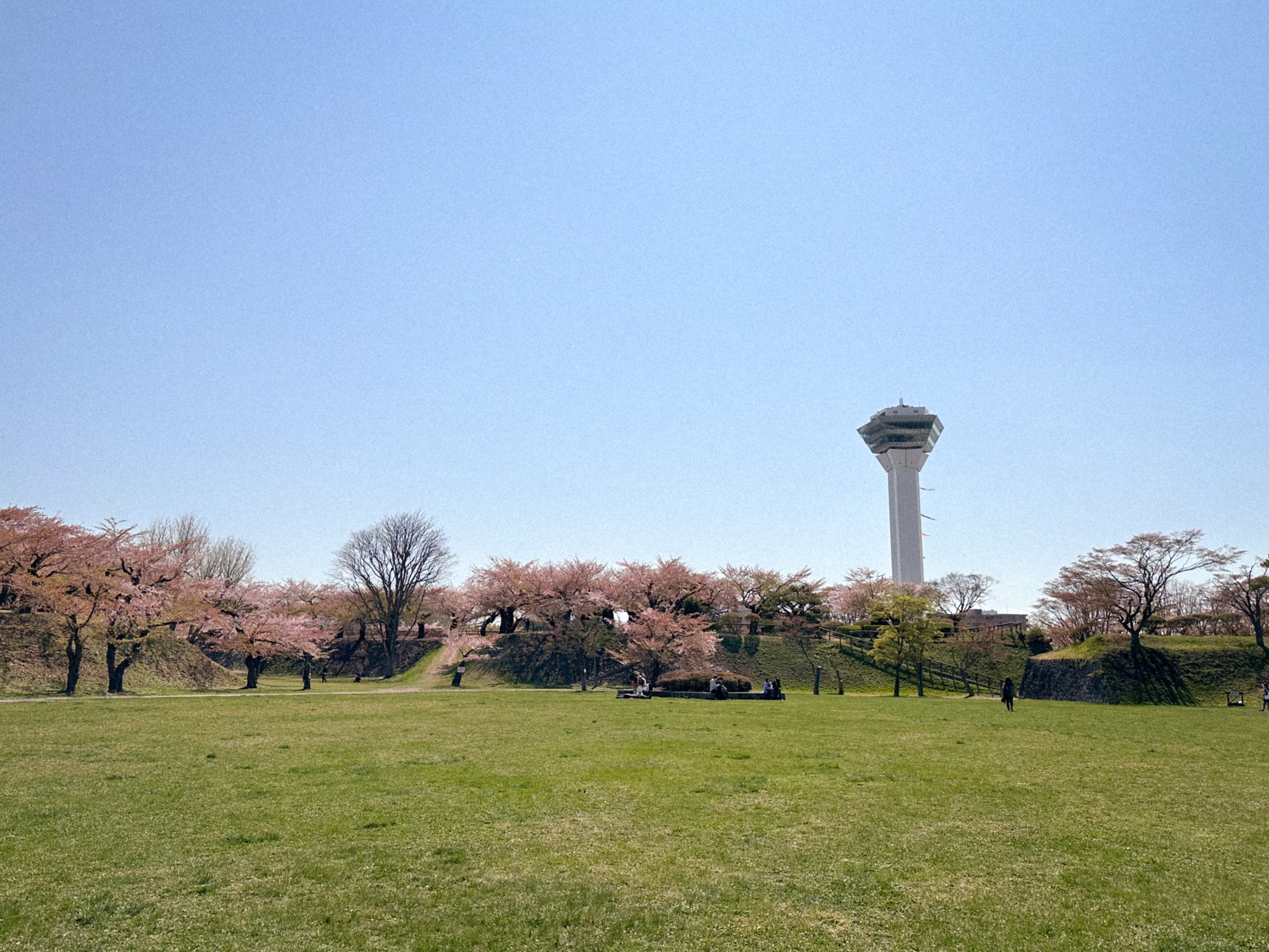 Goryokaku Park in Hakodate, Hokkaido with Goryokaku Tower in the background. There are cherry blossom trees in bloom and a large green field.