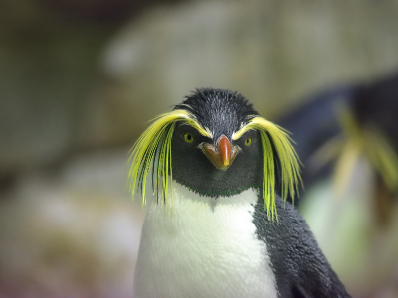 A close up view of a Rockhopper Penguin, a unique penguin with a bright yellow fringe that has an exclusive exhibit in Aoao Aquarium in Sapporo, Japan.