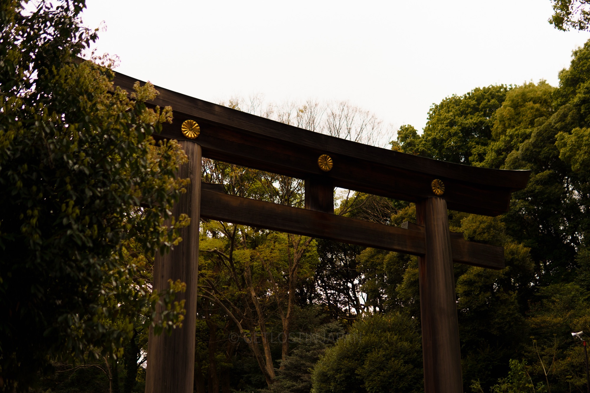 Meiji Jingu temple in Tokyo, Japan. There is a large wooden torii gate enveloped by lush green trees.