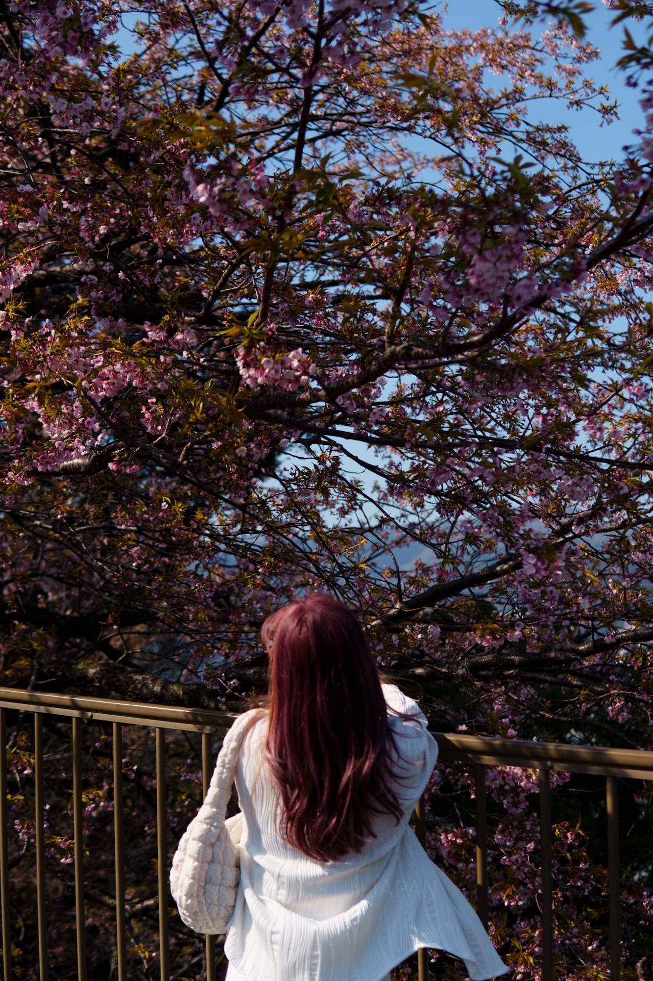 A girl holds her arms over a rail, looking at a cherry blossom tree adorned with fully bloomed pink flowers in Japan.