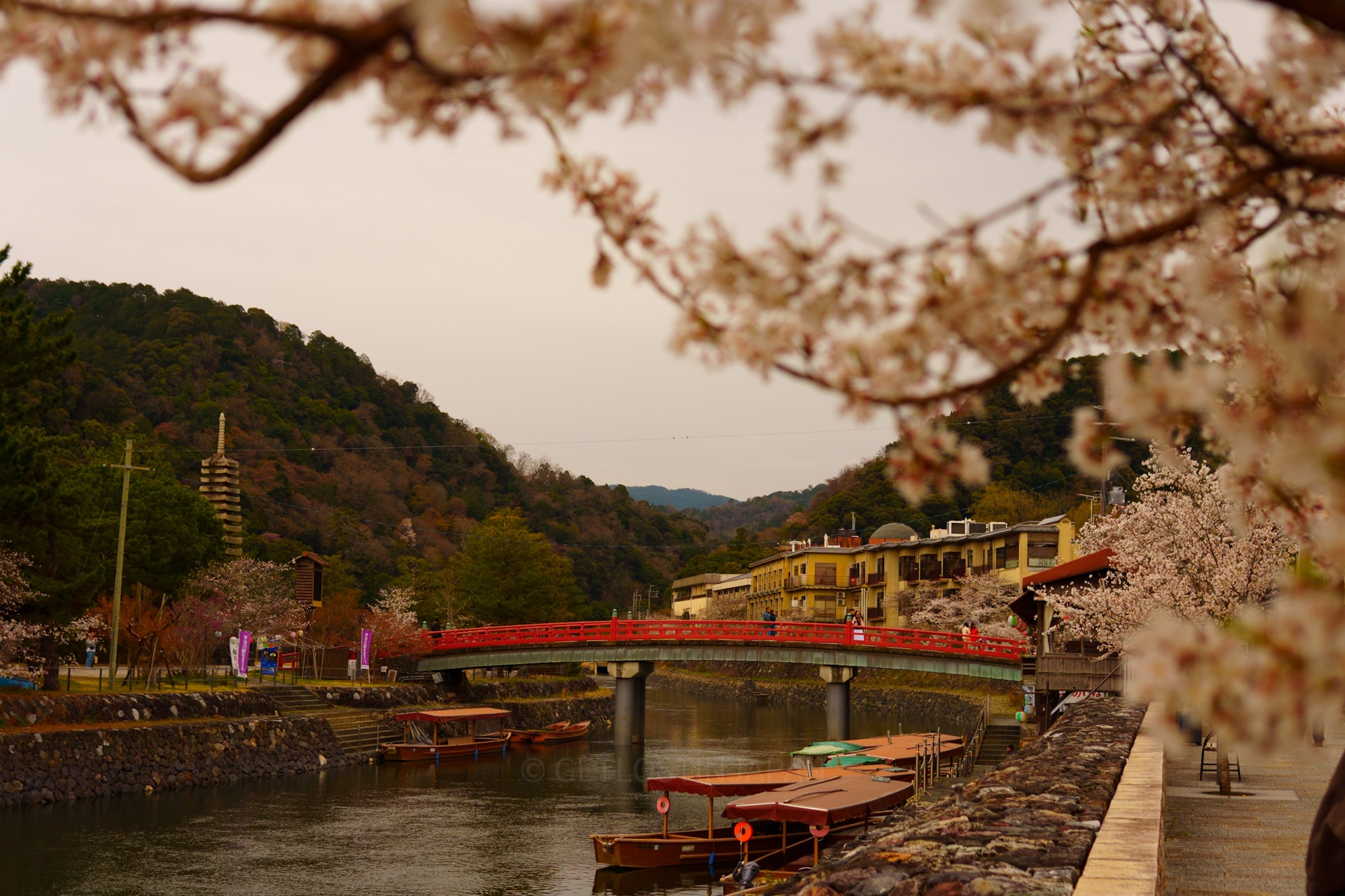 A red bridge in Uji, Japan. Brown boats are stationed at the river, with blooming cherry blossom trees at the right corner.