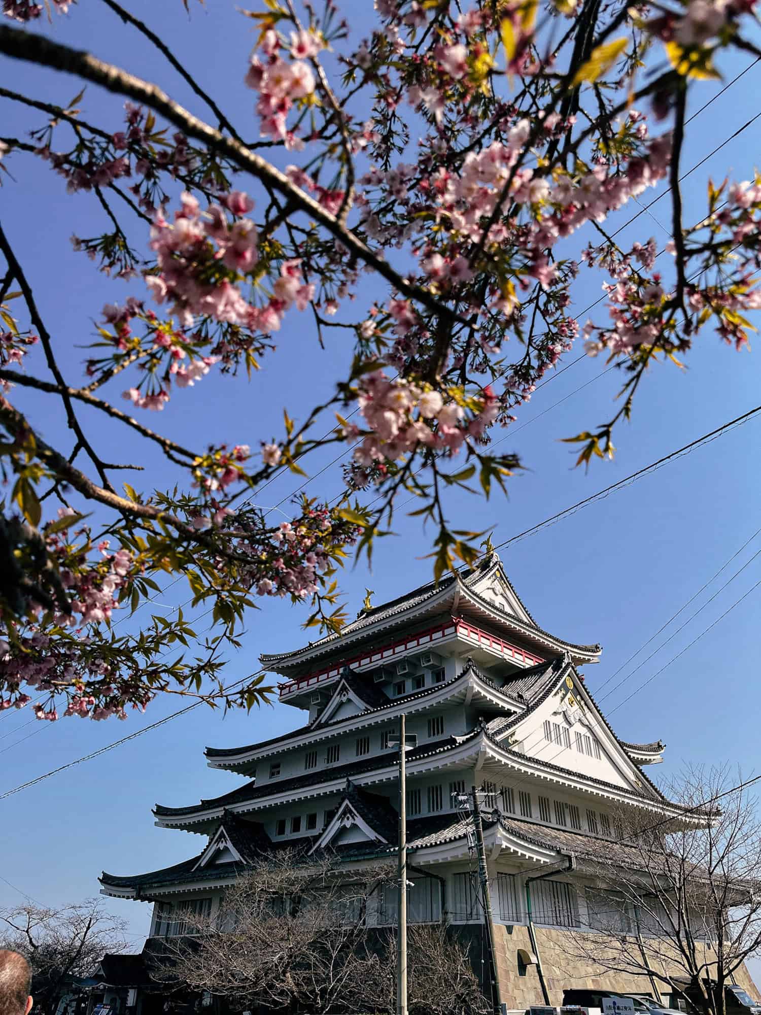 Atami Castle on a clear blue sunny day, with cherry blossoms in full bloom overhead.