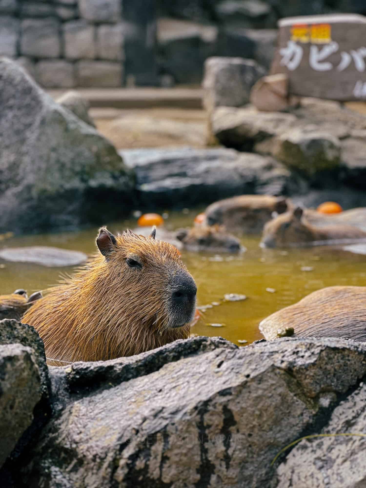 A capybara soaking in a hot spring at Izu Shaboten Zoo. Visitors can come to Ito on a day trip from Tokyo to pet these sweet capybaras.
