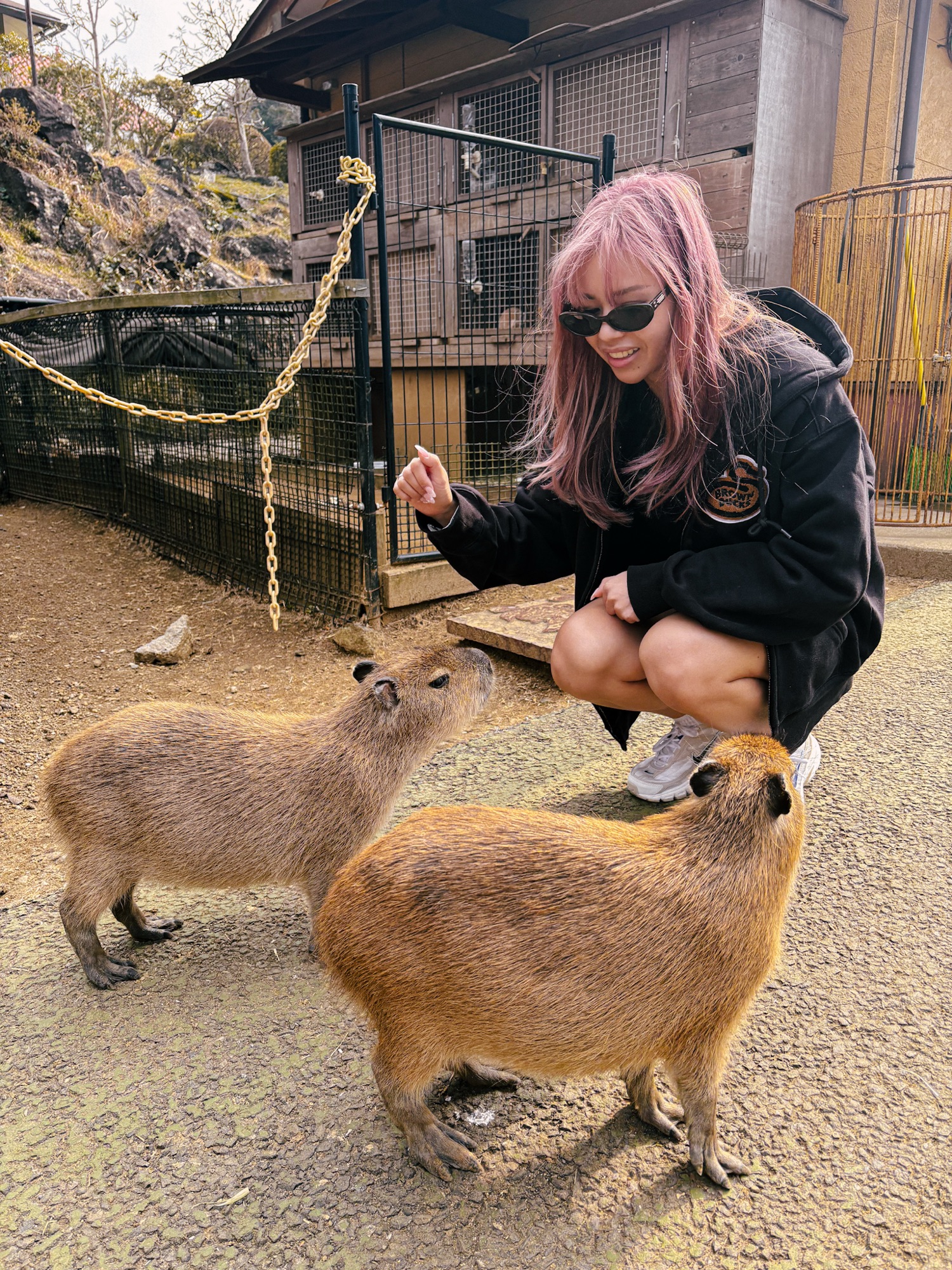 A girl with pink hair playing with two capybaras at Izu Shaboten Zoo in Ito, Japan.