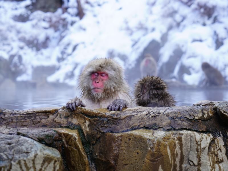 A monkey bathing in the hot spring near Yudanaka Onsen in Nagano, an easy day trip from Tokyo by train.
