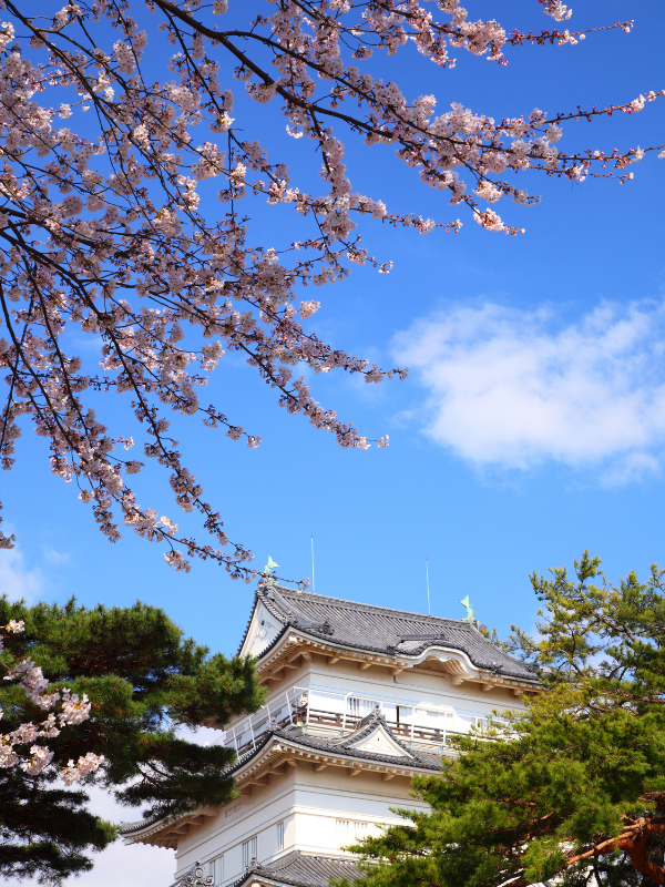 The bright white exterior of Odwara Castle on a clear sunny day, with blooming cherry blossoms overhead.