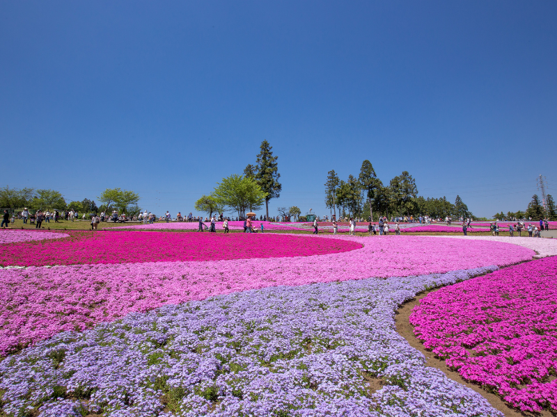 Pink moss blooming at Hitsujiyama Park in Chichibu, an easy day trip from Tokyo by train. Vibrant plants and flowers are in full bloom, with bright pinks and purples overtaking the landscape.