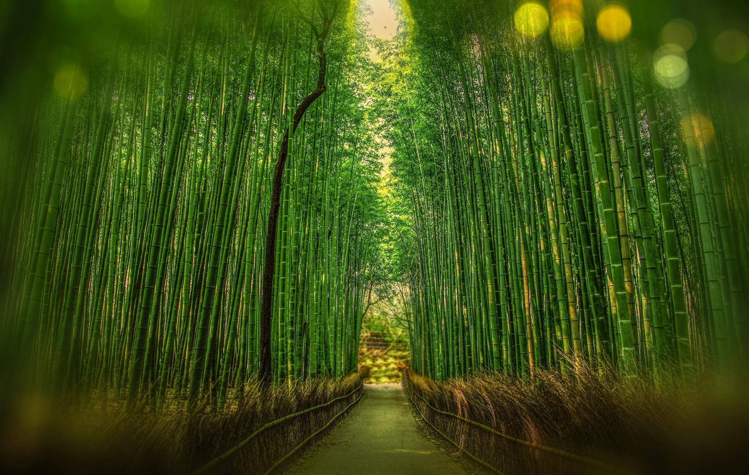 Tranquil bamboo forest in Arashiyama with a pathway leading into sunrise light, showcasing verdant growth and lush greenery.