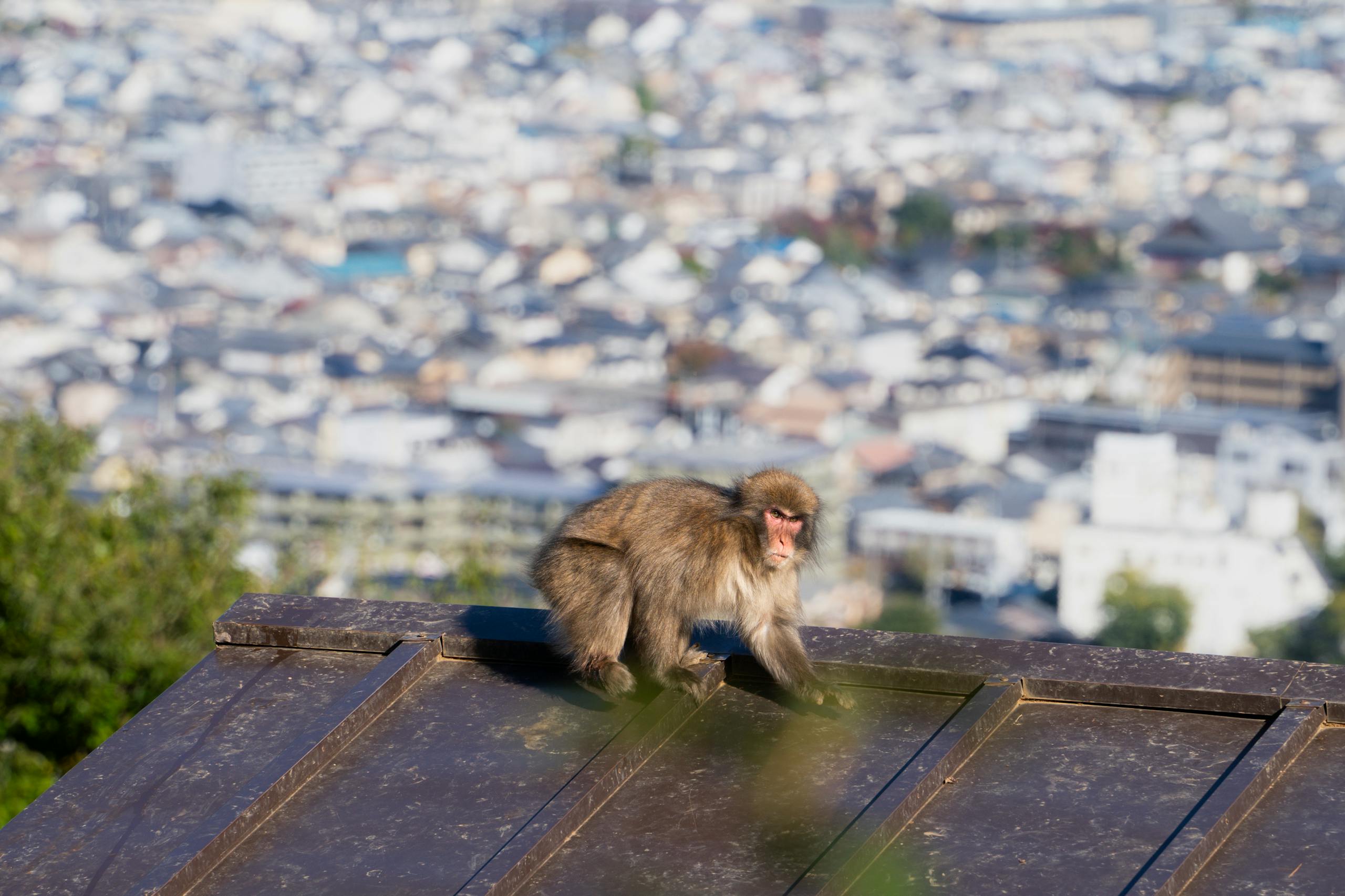 Wild Japanese macaque perched on a rooftop with a panoramic view of Kyoto, Japan.