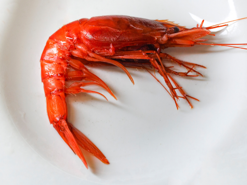A single bright red Hokkai shrimp, known for its rich sweetness and seasonal availability—this is a standout seafood delicacy in Sapporo.