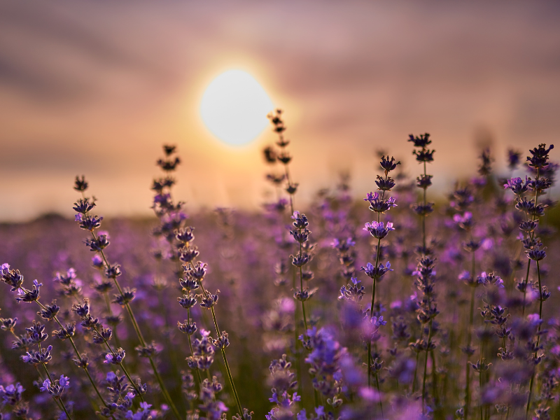 Lavender field glowing under the sunset sky in Sapporo—one of the peaceful things to do in Sapporo at night during summer.