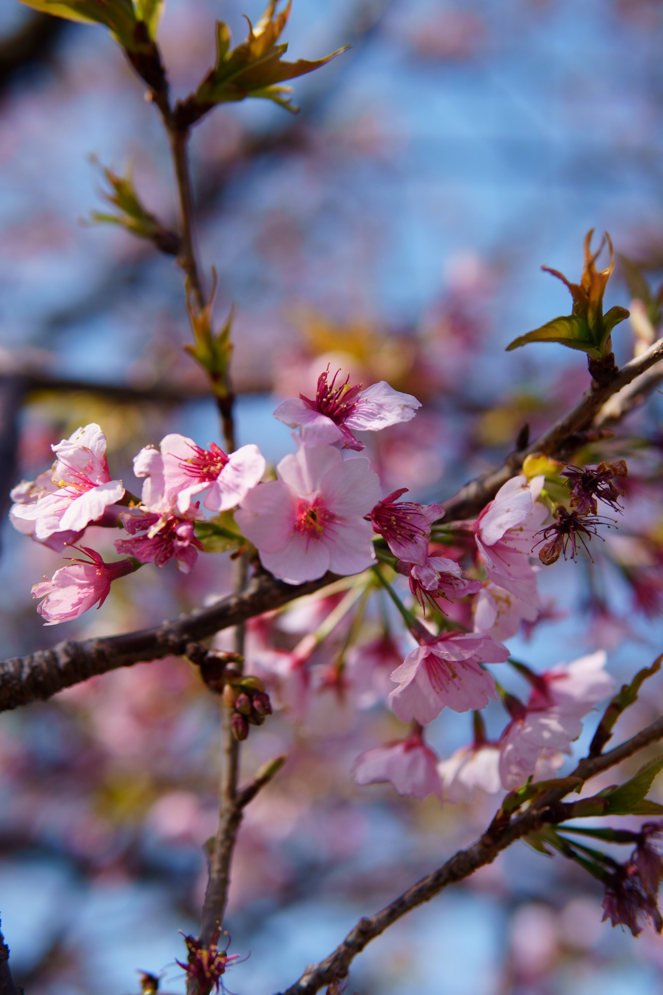 Light pink cherry blossoms with bright fuchsia centers blooming in Atami. Atami zakura bloom early, from January to March.