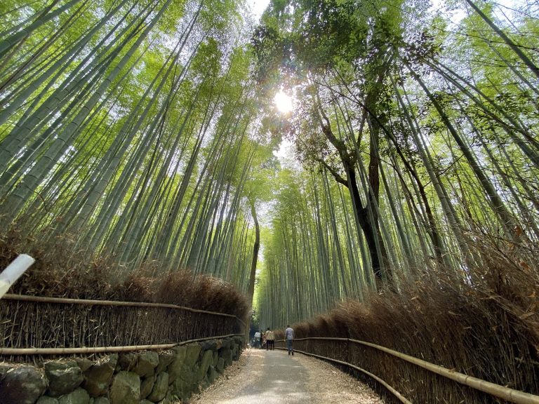 Walking through the famous Arashiyama Bamboo Forest in Kyoto, with tall bamboo stalks lining a peaceful path—one of the must-see stops on any Arashiyama itinerary.