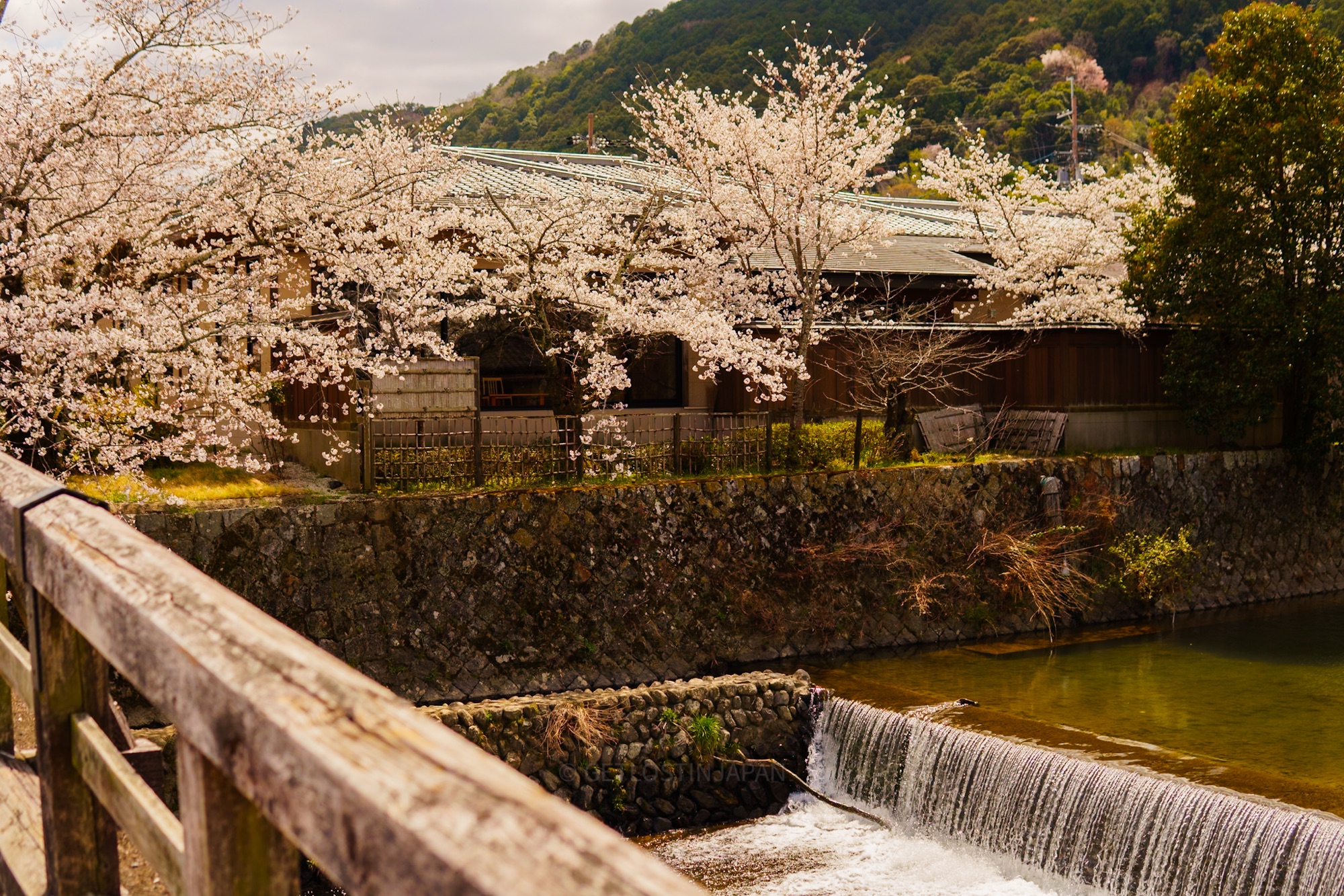 Cherry blossoms near Togetsukyo Bridge in Kyoto during spring, a scenic must-see on any Arashiyama itinerary.