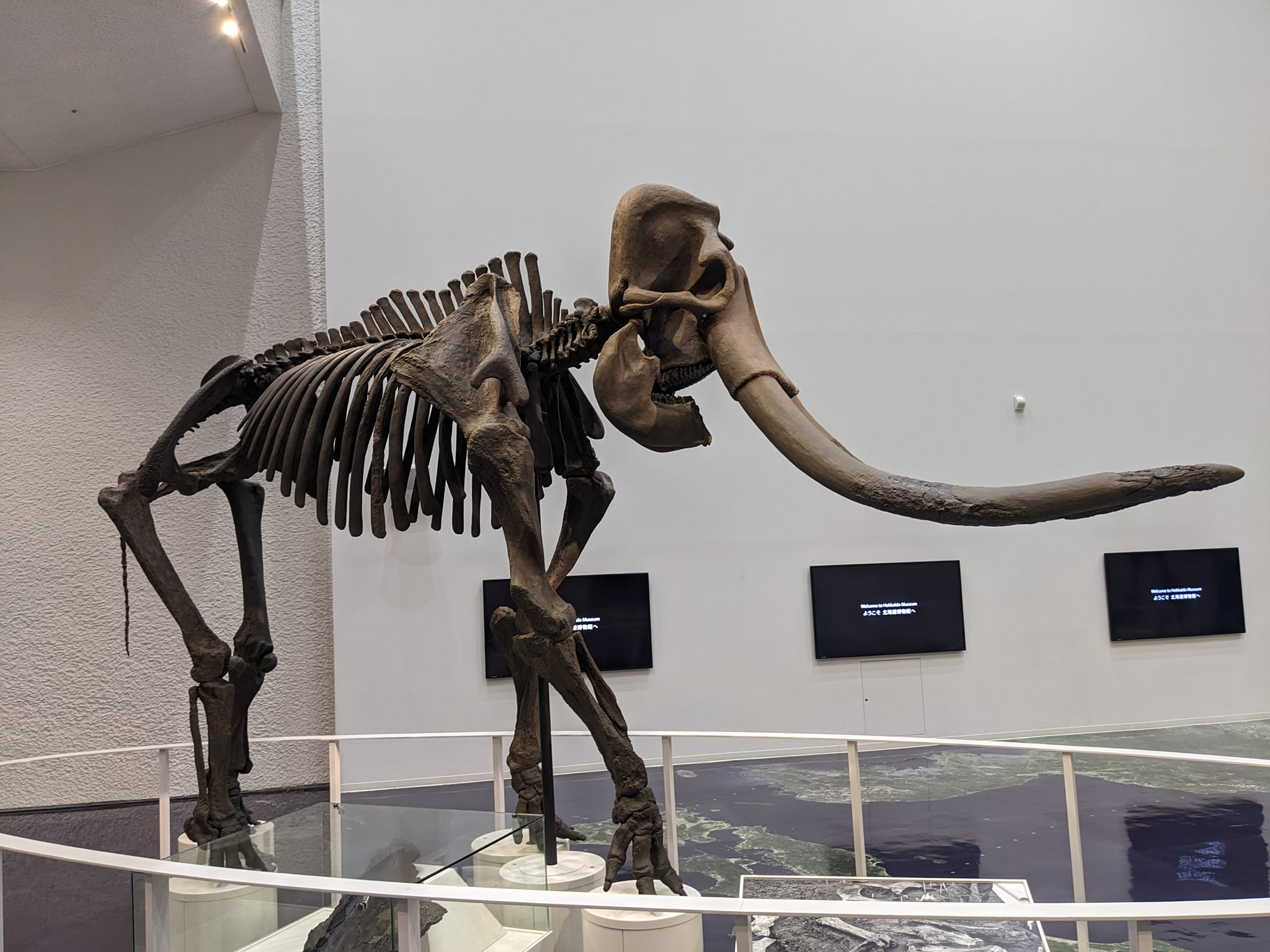 Woolly mammoth skeleton display at the Hokkaido Museum, a cultural highlight to explore during a Hokkaido winter itinerary.