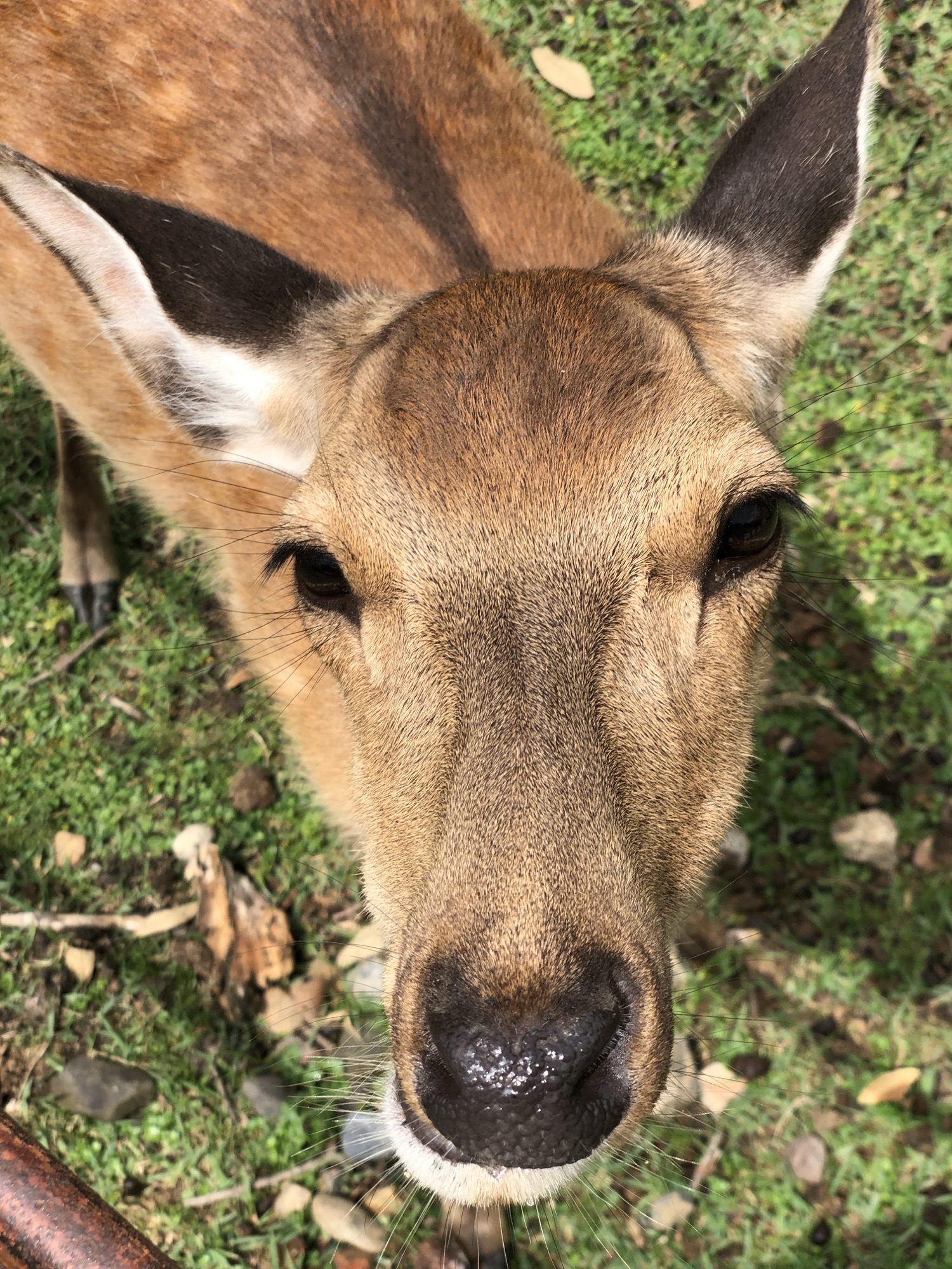 A close up of the bowing deer in Nara