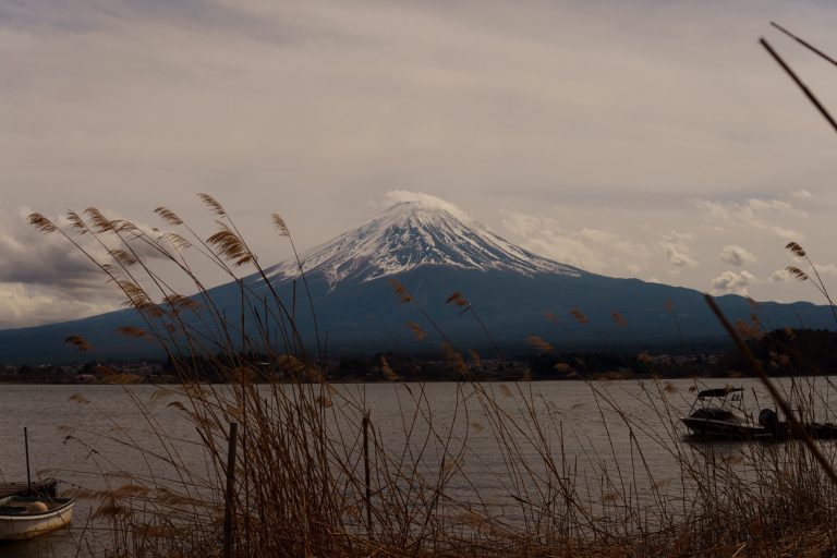 Mount Fuji seen through golden reeds swaying by Lake Kawaguchiko, capturing a tranquil moment in nature.
