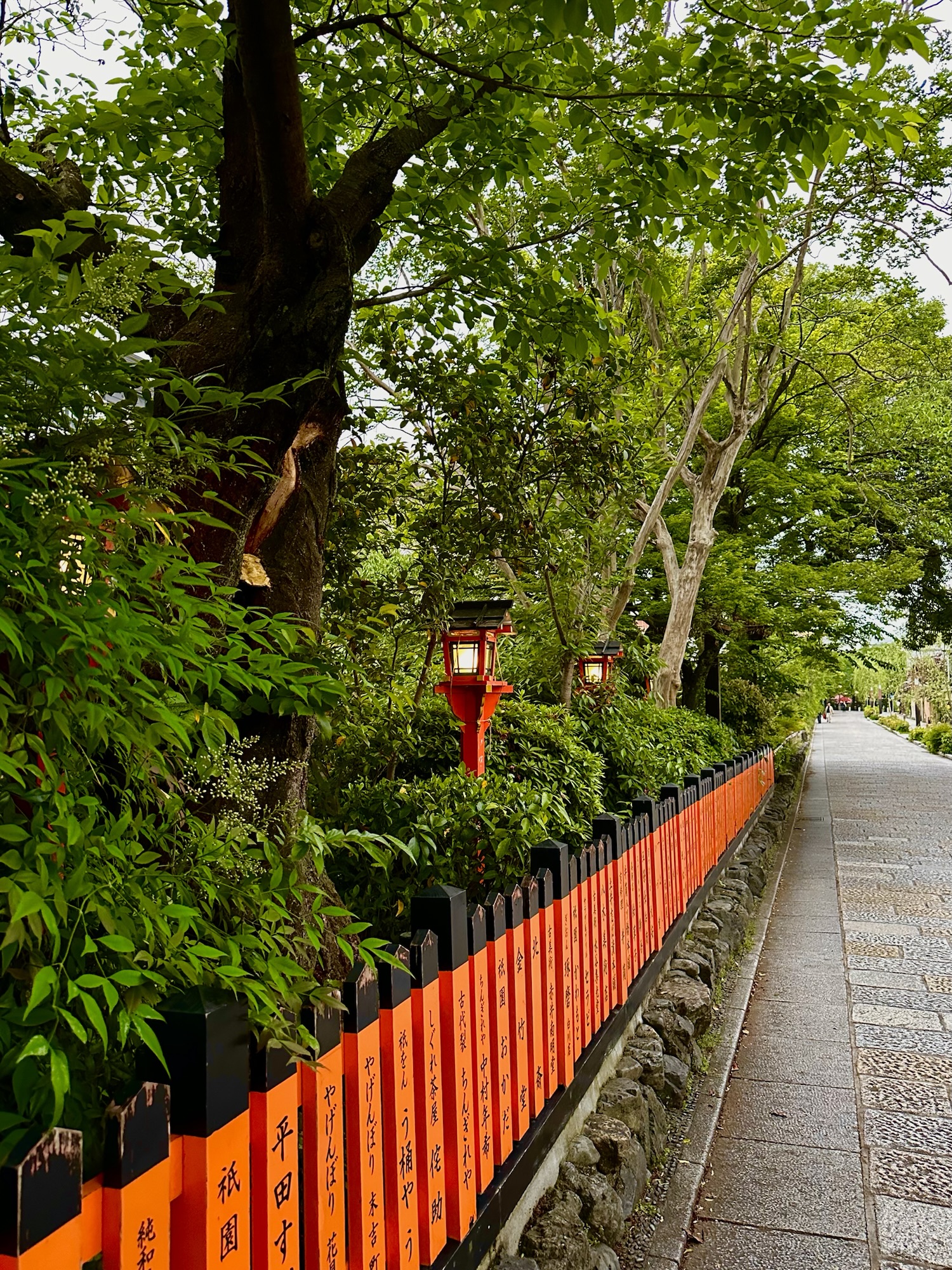 Tree lined pathway beside a red and black fence with lanterns during an evening walk in Gion