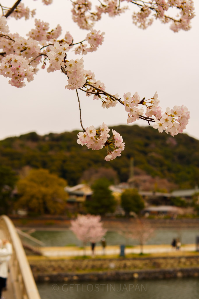 Cherry blossoms hanging over the Uji River with soft pink blooms framing the riverside view