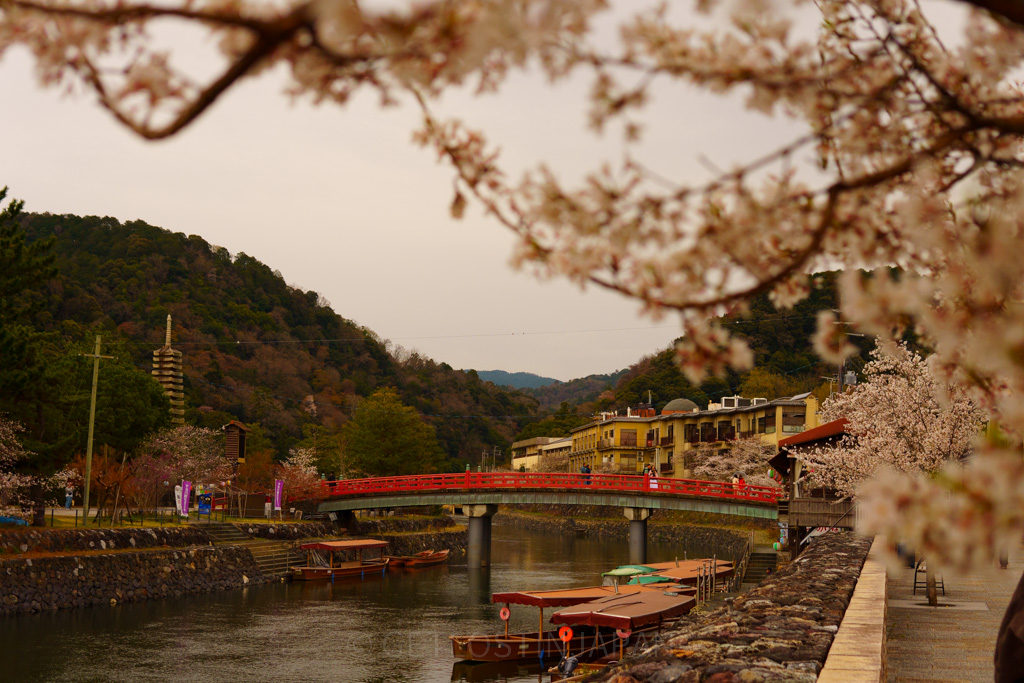 View of the red bridge over the Uji River framed by cherry blossoms in spring