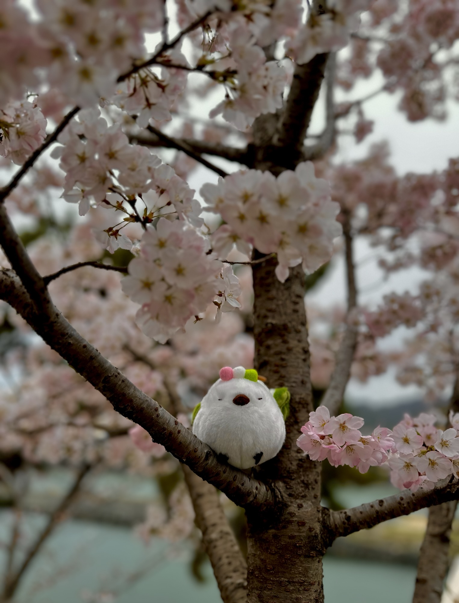 White plush bird resting on cherry blossom branches with soft pink flowers in bloom.