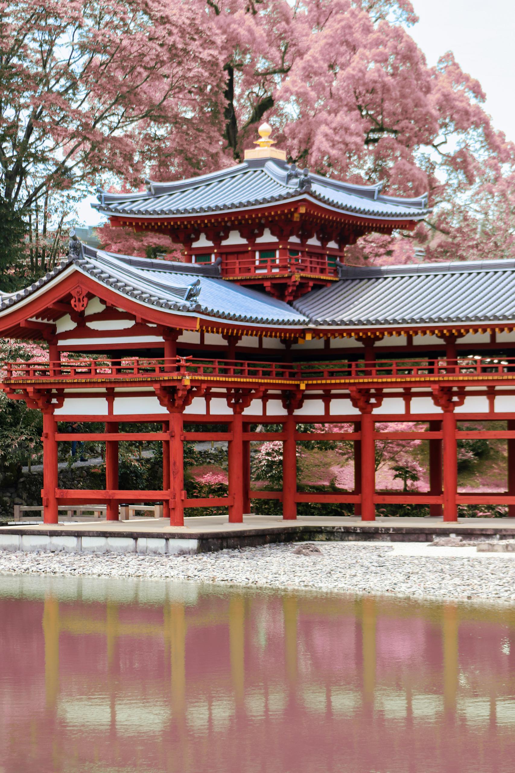 The Byodo-In Temple with cherry blossoms, reflecting in a tranquil pond surrounded by lush greenery.